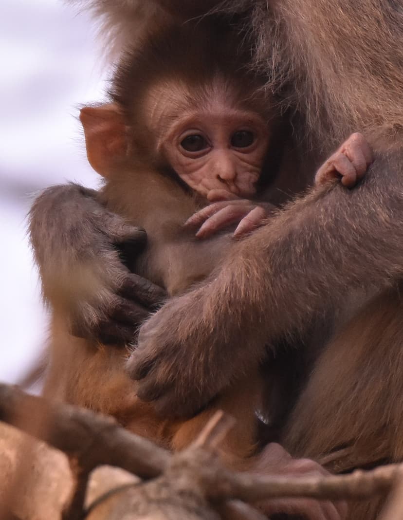 Rhesus Macaque Monkey in Jim Corbett National Park