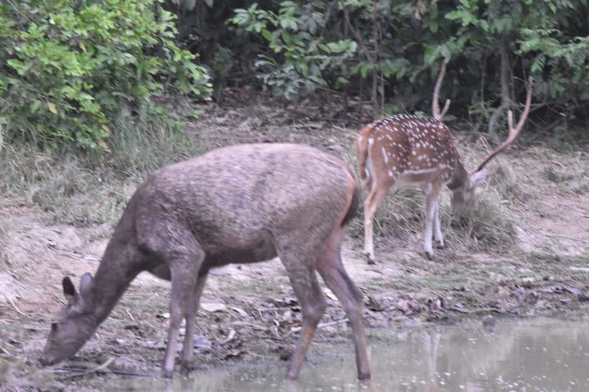 Spotted Deer grazing in Jim Corbett